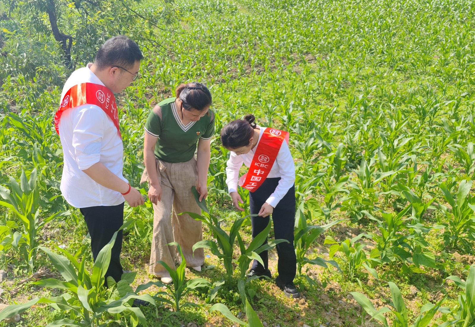 到种植基地查看并提供金融支持.jpg